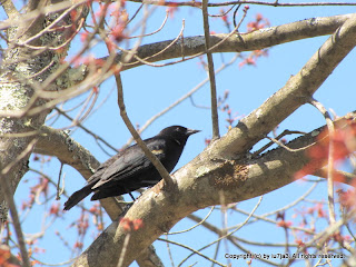 Red-winged Blackbird