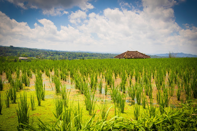 Risaie di Jatiluwih-Bali