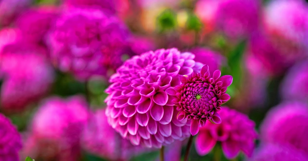 Dahlia Flower HD Wallpapers