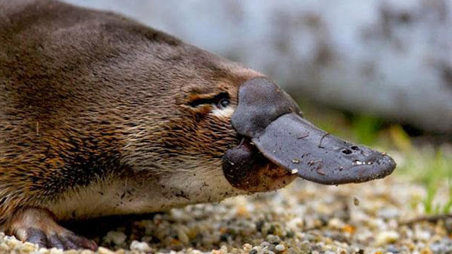 Platypus Menyusui