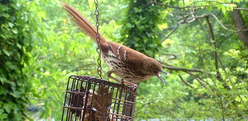 Wild Birds Feeding