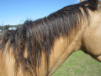 Dreadlocks on a buckskin American Saddlebred mare