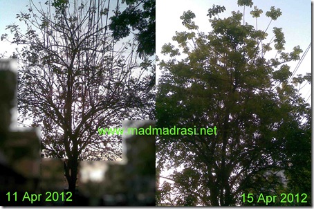 indian_soap_nut_tree_bare_n_lush