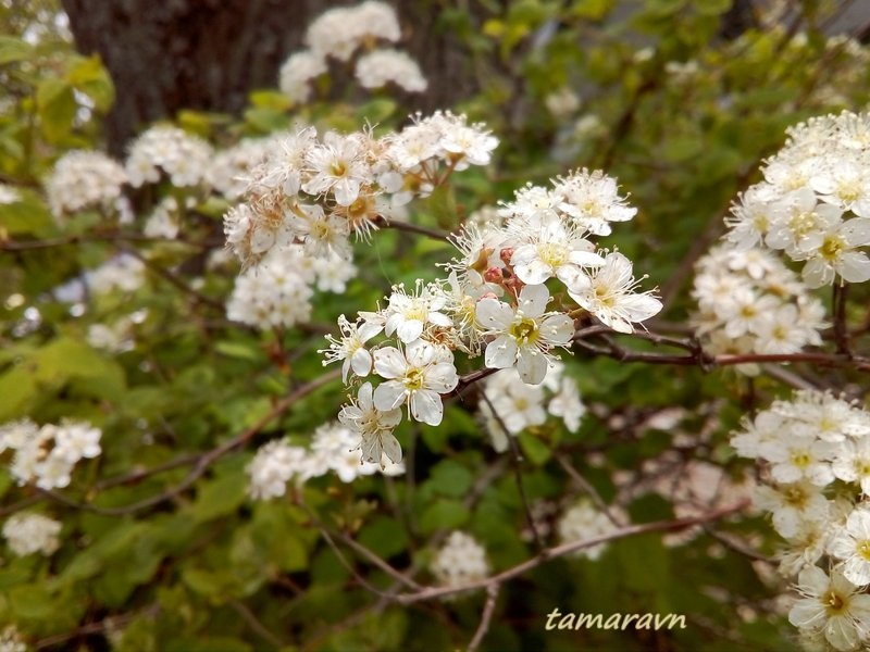 Спирея уссурийская / Таволга уссурийская (Spiraea ussuriensis)