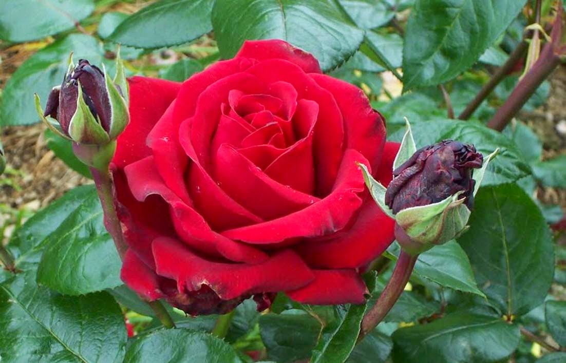 5 Manfaat Bunga Mawar untuk Kecantikan Anda Gambar Bunga