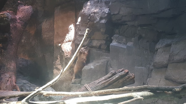 osaka aquarium kaiyukan ringtailed coati