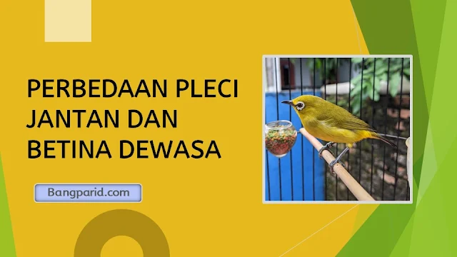 PERBEDAAN PLECI JANTAN DAN BETINA DEWASA