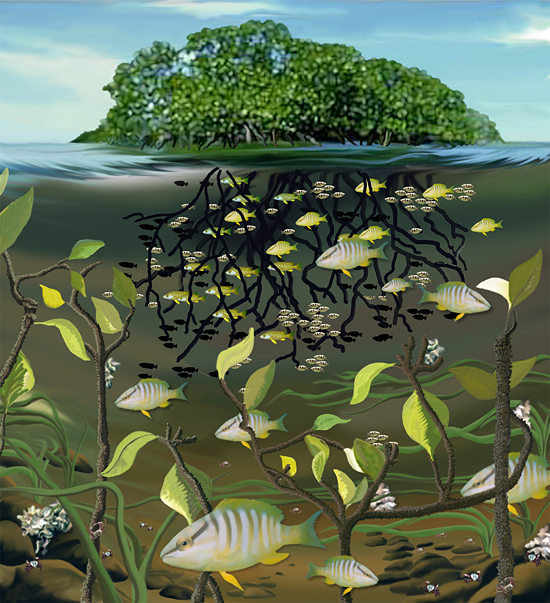 Laut & Kita: Hutan bakau (mangrove) juga sekaya hutan 