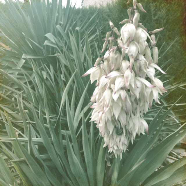 Bloeiende yucca