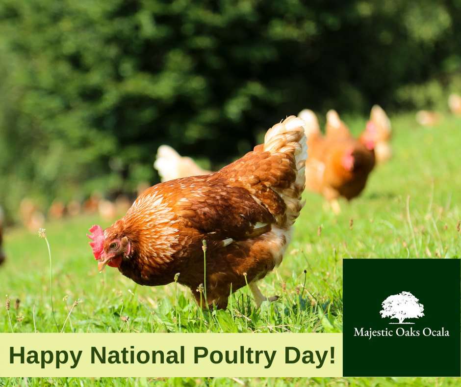 National Poultry Day Wishes Pics