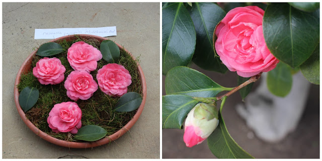 Camellia japonica 'Middlemist's Red'