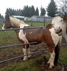 Clever horse stuck in fence gate