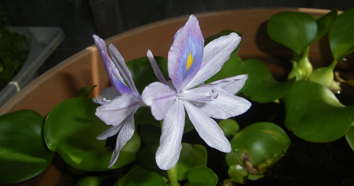 ホテイ草の花が咲き 猛暑でメダカのビオトープは毎日 足し水が必要です メダカの大工