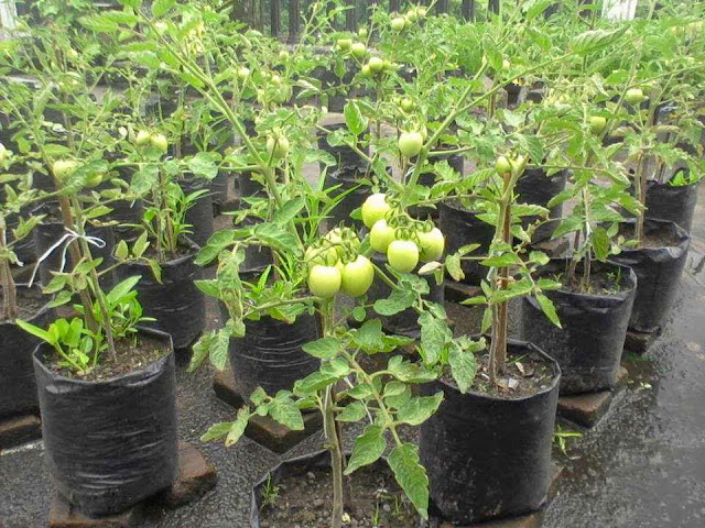 Cara Mudah Bercocok Tanam Tomat Di Polybag 