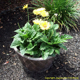 Yellow Gerbera Daisy Plant in Ceramic Pot