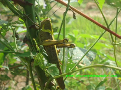 Belalang adalah serangga herbivora dari subordo Caelifera dalam ordo Orthoptera Berbagai Jenis dan Ciri-Ciri Belalang Sawah