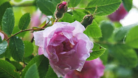 Hurdalrosen er en nem rose med overdådig blomstring i sommeren