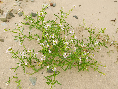 Sea Rocket Cakile maritima