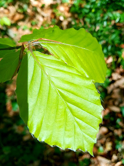 European beech leaf, Vienne, France. Photo by Loire Valley Time Travel.