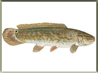 Bowfin Fish Pictures