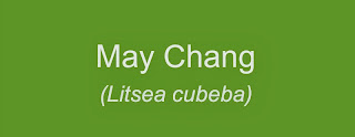 May Chang essential oil