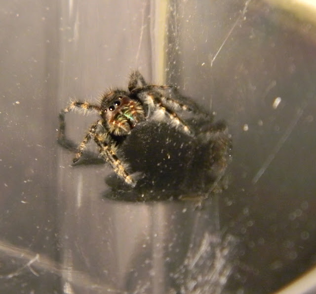 Hahriette the Daring Jumping Spider at Michigan Spiders