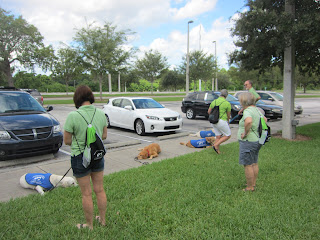 All the pups are in a down stay and the puppy raisers are at the end of the leashes waiting to give the come command.