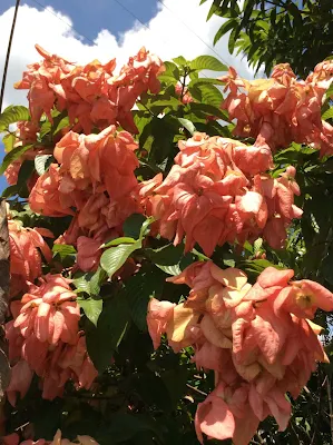 Bangkok rose - Mussaenda philippica