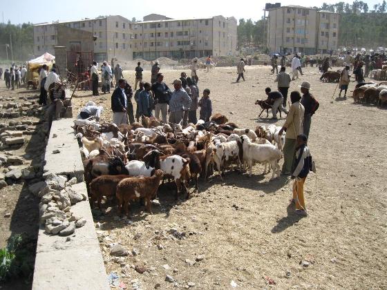 animal market or cattle