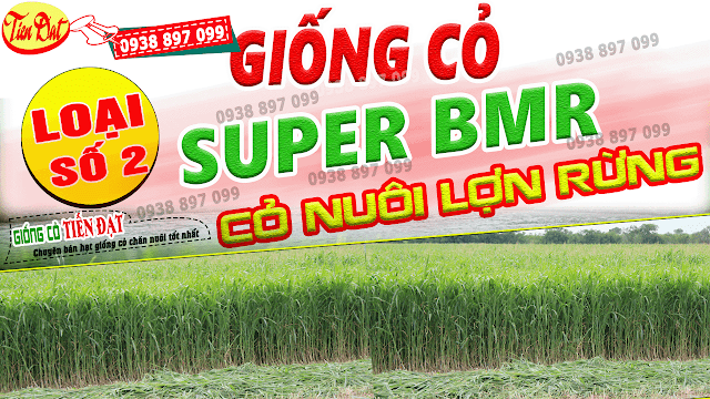 7 Loại giống cỏ nuôi lợn rừng năng suất cao nhất tại Việt Nam