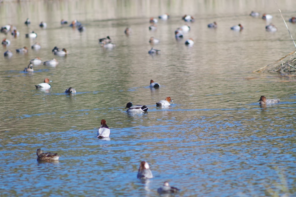 池のカモたち