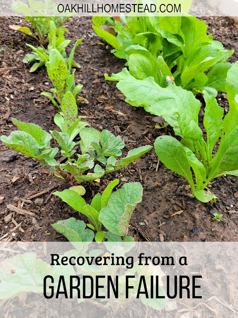 Lettuce seedlings growing in a garden row. Text: How to recover from a garden failure.