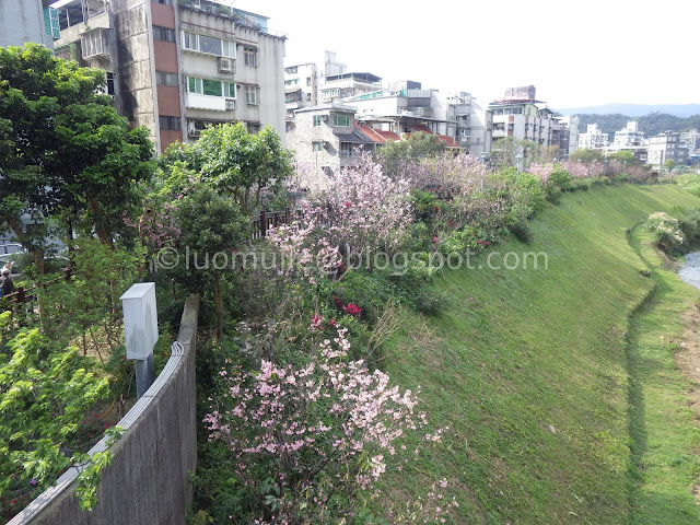 Taipei cherry blossoms