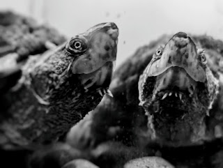 A black and white photo of a mud turtle with a near-perfect reflection on the tank wall.