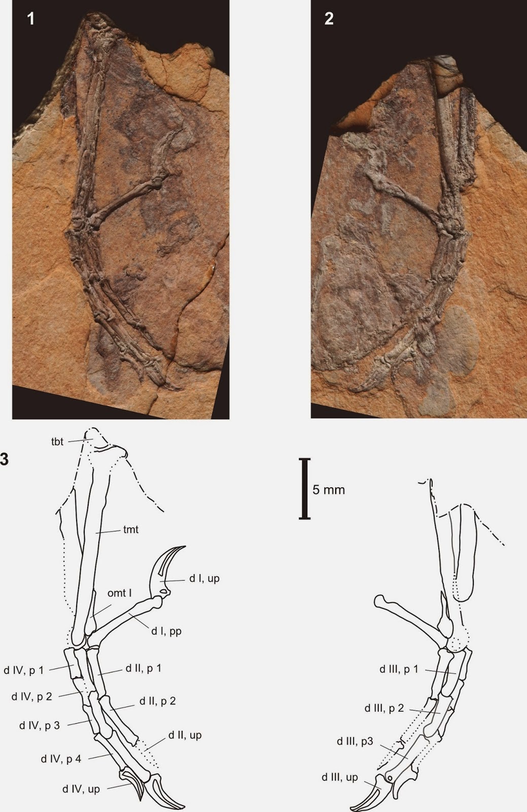 http://sciencythoughts.blogspot.co.uk/2014/03/a-preserved-passerine-birds-foot-from.html