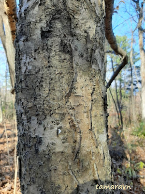 Маакия амурская (Maackia amurensis)