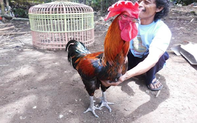 Download Suara Ayam Pelung