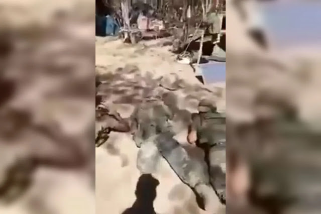 Video: Sicarios del Cártel de Sinaloa someten y dan tremenda humillación a Militares pisandoles la espalda "ora bola de guachos pdorros"