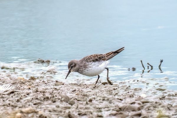 White rumped sandpiper