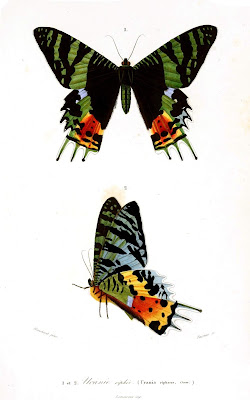 Ilustraciones de la polilla de Madagascar, una con sus alas abiertas mostrando sus complejos patrones de color, y otra con sus alas cerradas y en vista lateral, mostrando la colorida cara interior de sus alas.