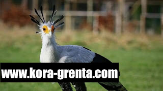 Information about the writer or secretary bird, a bird of prey