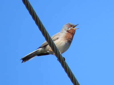 Subalpine Warbler GREECEBIRDTOURS