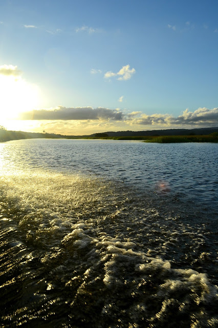 Guyane, marais de Kaw, Jal voyages, caïman, oiseaux