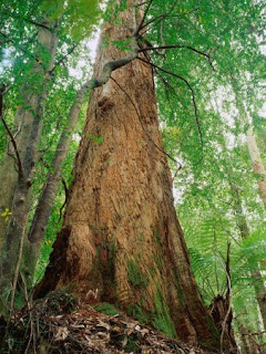 Giant Eucalyptus Trees of Tasmania