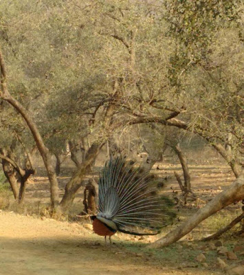 dancing-peacock-walls-imgs-rajsthan