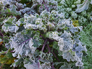 Red kale happily coping with frost