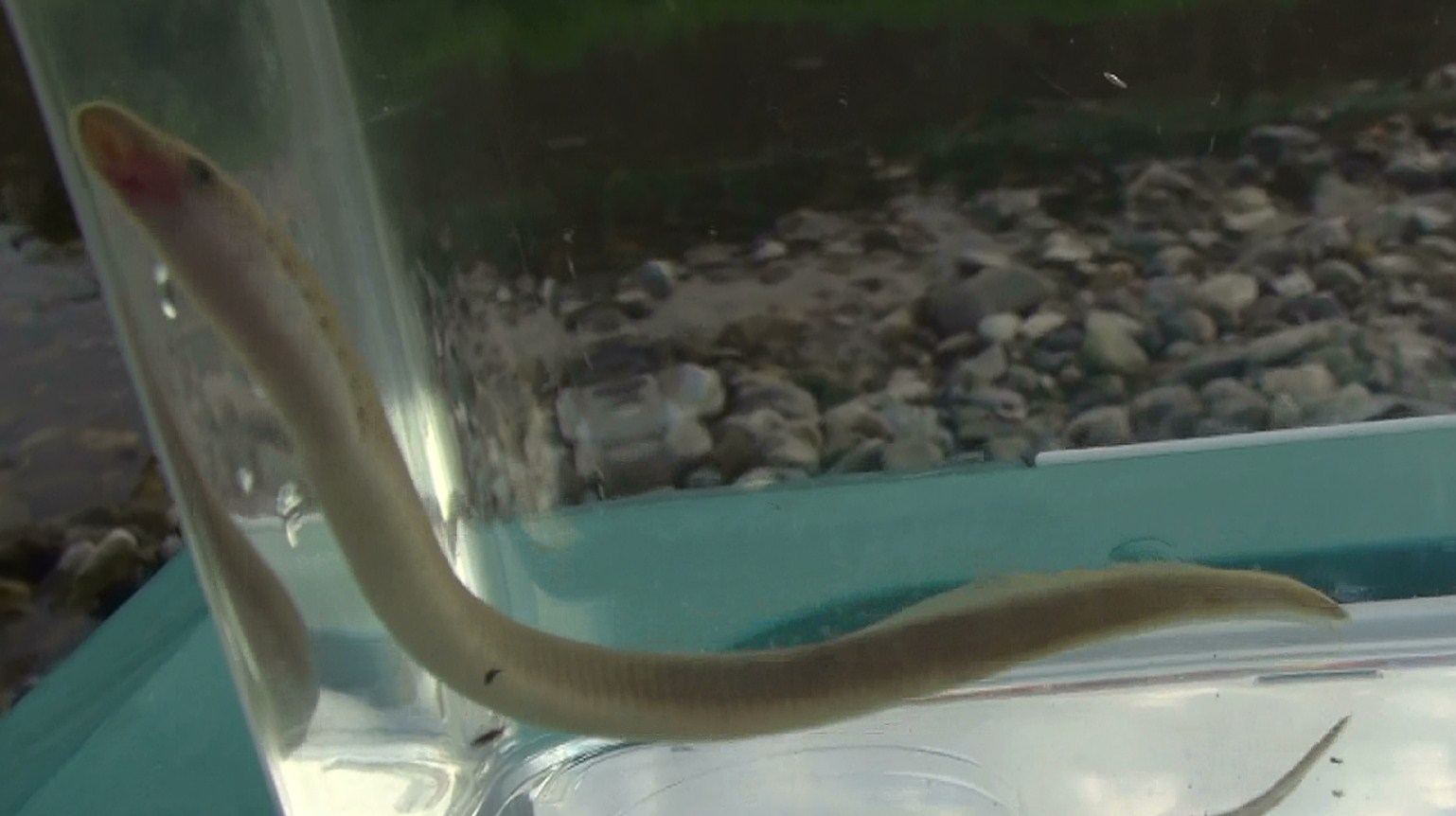 最高ヤツメウナギ 飼育 すべての魚の画像 最高ヤツメウナギ 飼育 すべての魚の画像
