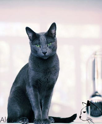 Russian blue cat