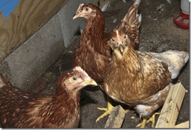 Chickens 1