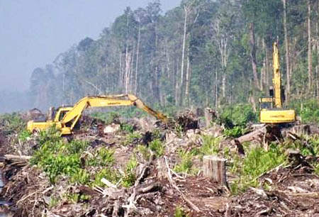 KERUSAKAN HUTAN: APA SAJA PENYEBAB KERUSAKAN HUTAN